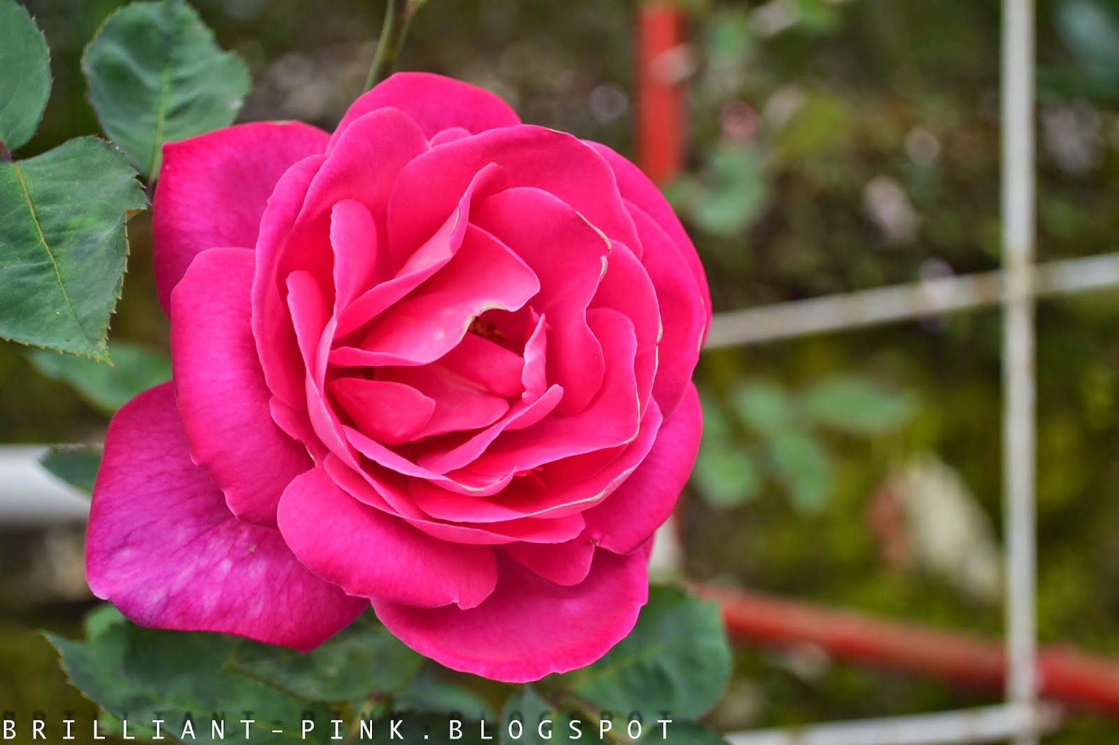Merepek Makan Kerepek Koleksi Gambar  Bunga  Rose Ros  