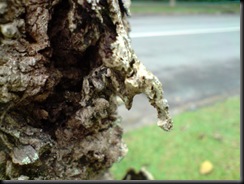 P120409_14.39[01]
