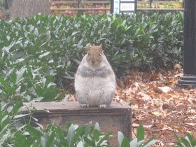 fat squirrel, funny animal pictures, animal photos, funny animals
