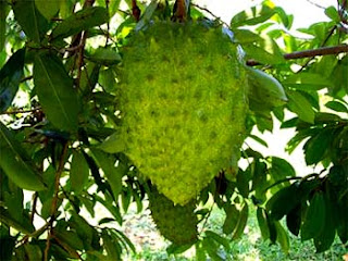 Soursop Fruits