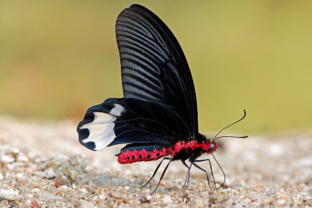 Atrophaneura zaleucus