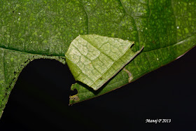 Suffused Snow Flat Tagiades gana buttefly life cycle