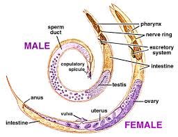 Struktur tubuh Nematoda