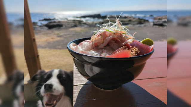 保護犬 ボーダーコリー トーマ 南房総 館山 漁港食堂だいぼ