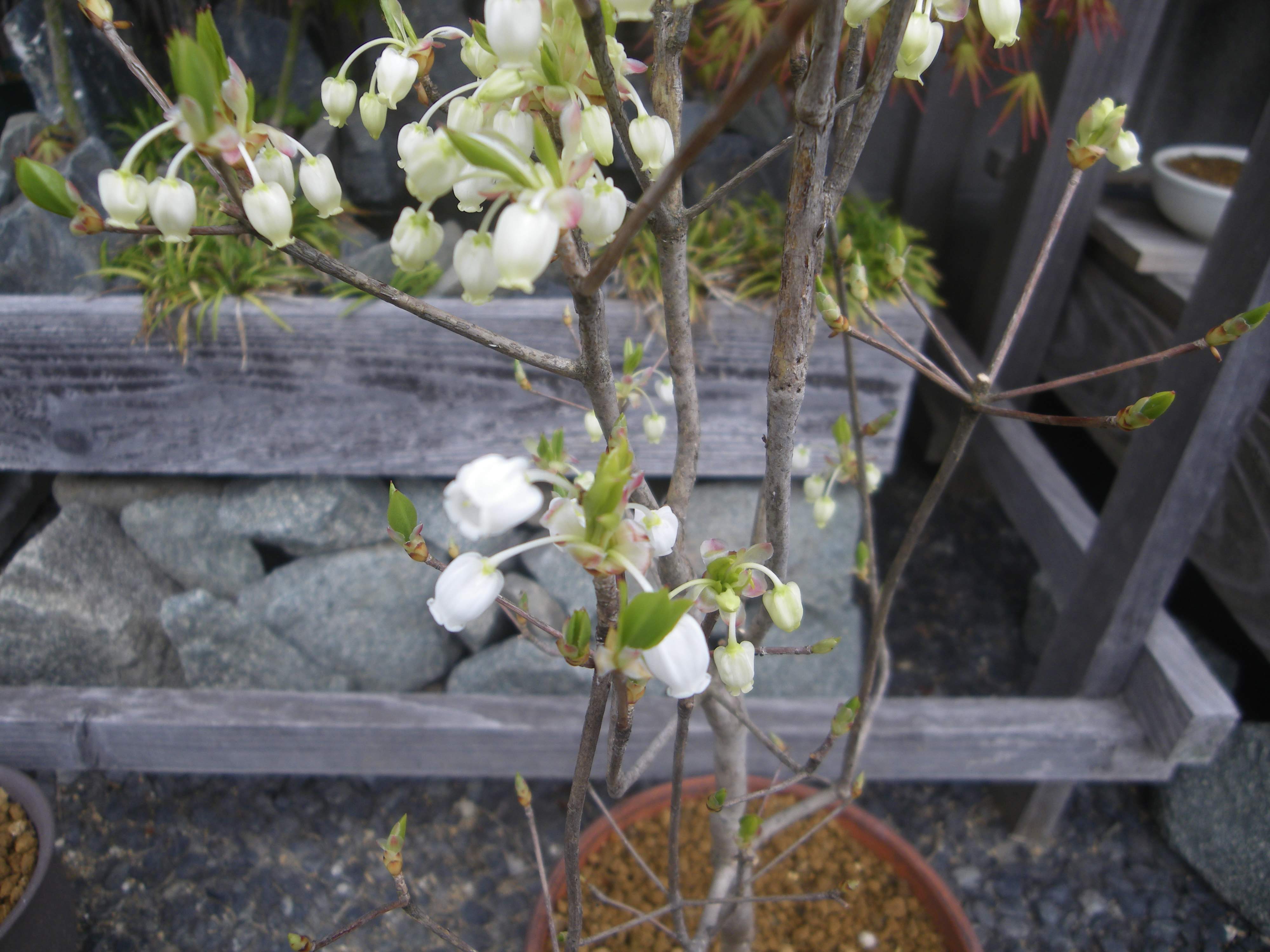 ドウダンツツジの育て方 鉢植えで春に小さな白い花 秋に赤い葉の紅葉を楽しみましょう メダカの大工