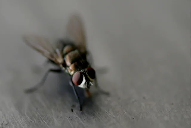 what-are-the-effects-of-flies