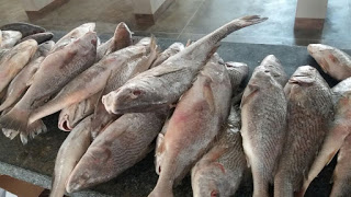 Macajuba: Cadê o Peixe da Semana Santa?