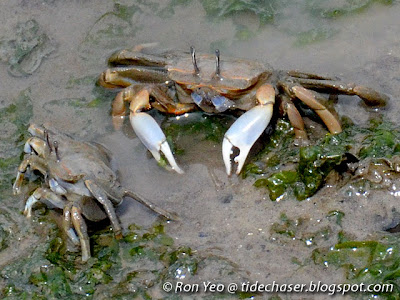 Sentinel Crab (Macrophthalmus sp.)