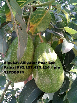 Buah Alpukat Allugator Pear - 082.137.433.114