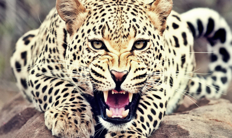 Ini 10 Fakta Menarik Tentang Leopard Macan  Tutul  Yang 