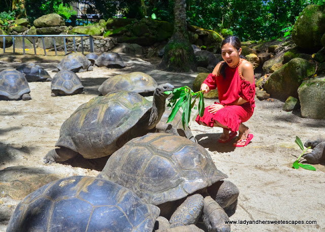 where to see giant tortoise in Seychelles