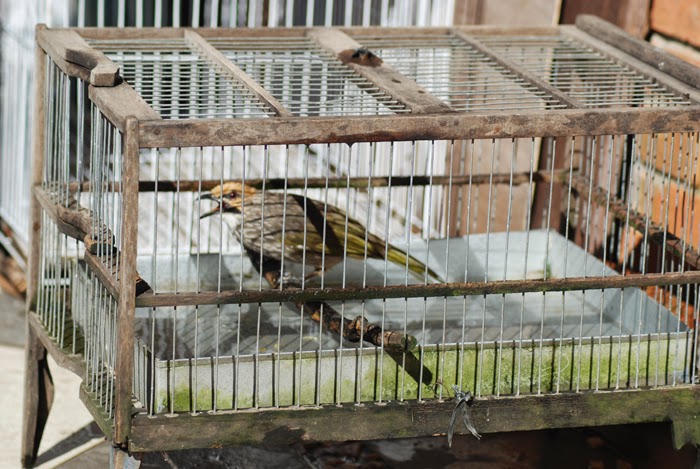 Ternak Burung Kicau: KENDALA UTAMA PENANGKARAN - Cucak Rowo