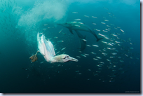 Cape Gennets Fishing