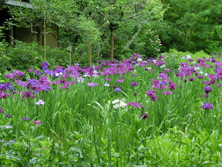  東慶寺のハナショウブ