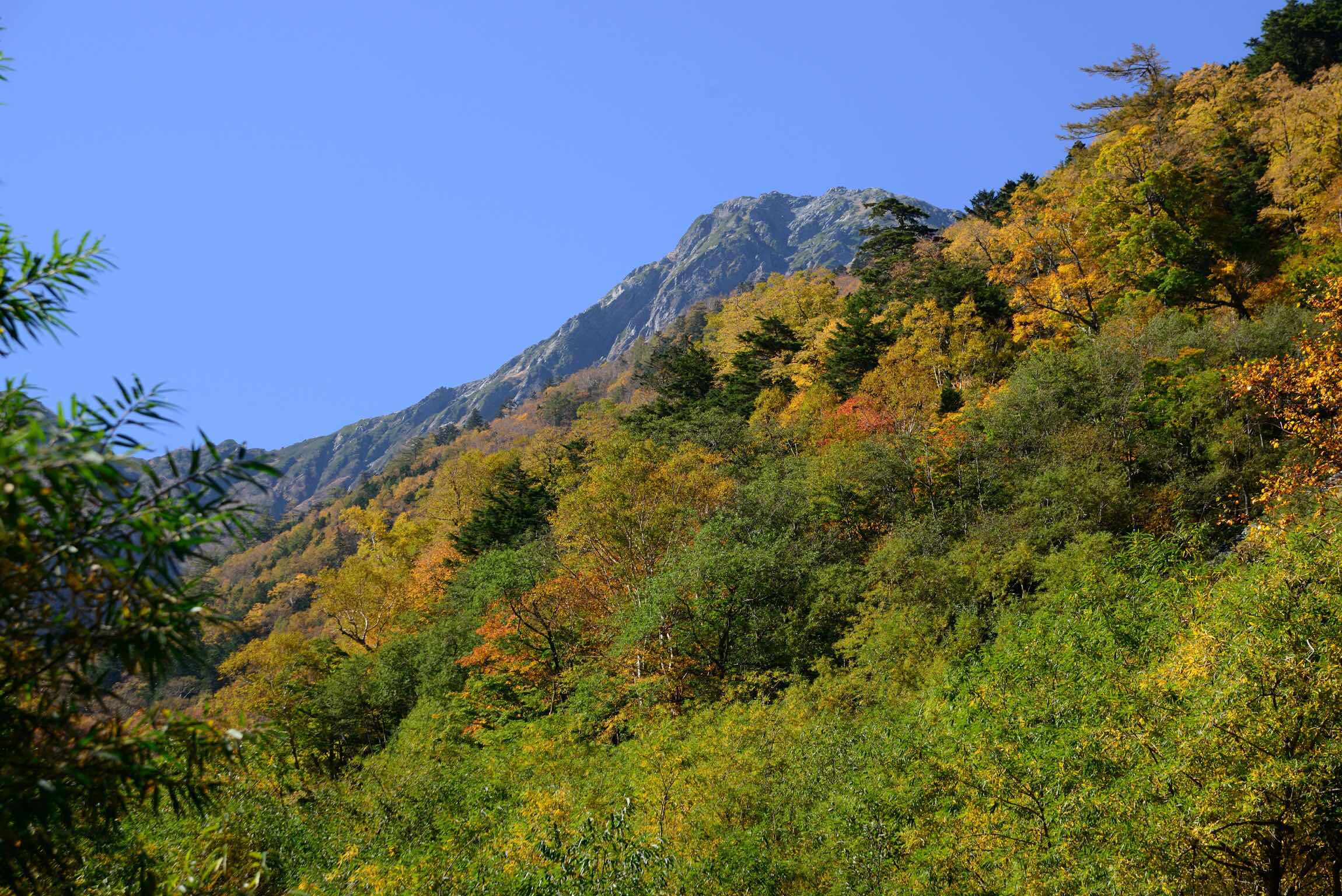 北岳紅葉