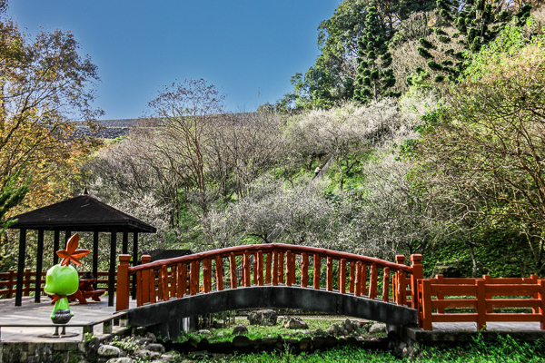 桃園龍潭石門水庫梅園梅花盛開，賞完石門水庫楓葉換梅花開