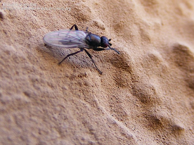 http://www.biodiversidadvirtual.org/insectarium/Copromyzinae-img555281.html