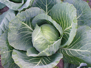 Young head of cabbage