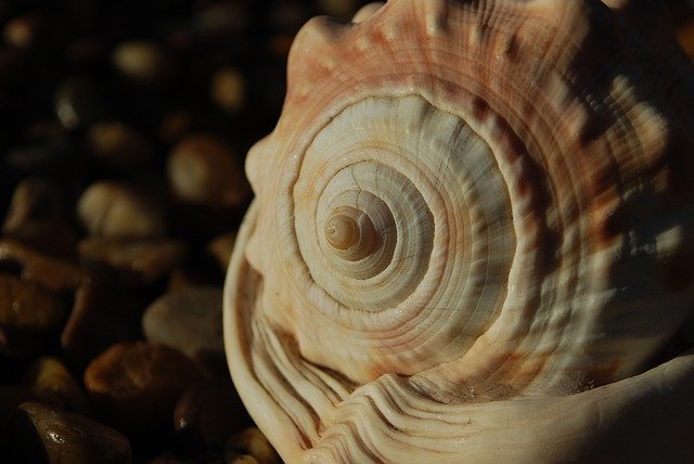 https://pixabay.com/photos/fibonacci-spiral-seashell-spiritual-3990275/