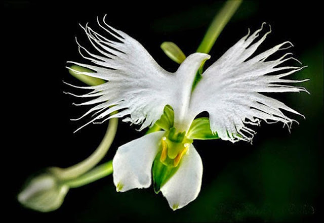 White Egret Orchid, Habenaria Radiata, orchid, resemble flowers