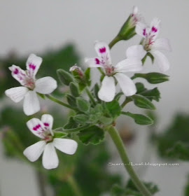 Pelargonium Odoratissimum / apple scented  geranium flowers