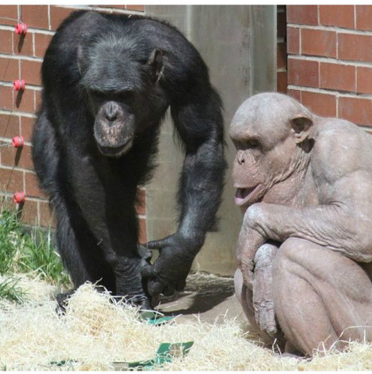 Sedih!!! Simpanse Tak Berbulu Bintang Internet, Mati 