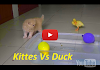 Kittens Play With Duck | Kittens Vs Duck | Meo Cover Home 