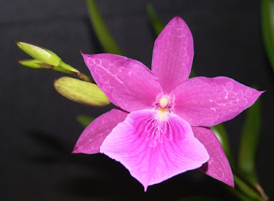 Miltonia Honolulu orchid plant care and culture