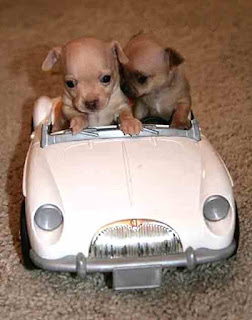 Dogs drive car