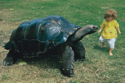 Funny Picture - Giant Tortoise