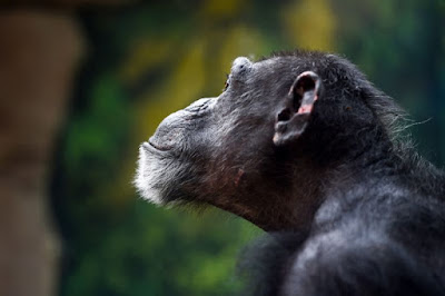 Chimpanzees in the wild reduced to 'forest ghettos'