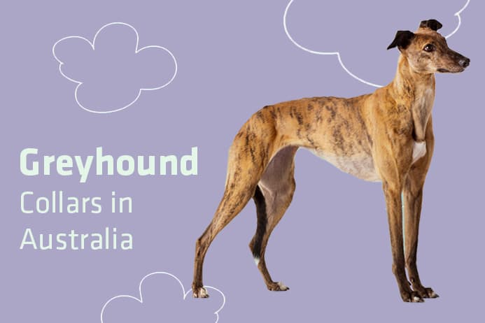 greyhound-dog