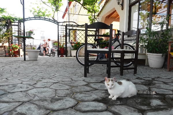 Anaxos hotels cats