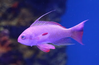 Pseudanthias squamipinnis