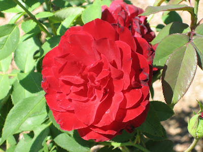 √ 100 ou plus image de coeur rose 309970-Image de coeur d'amour en rose