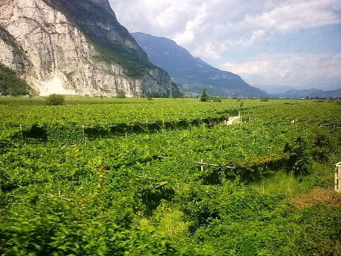 Vigneti caratteristici nella provincia di Trento