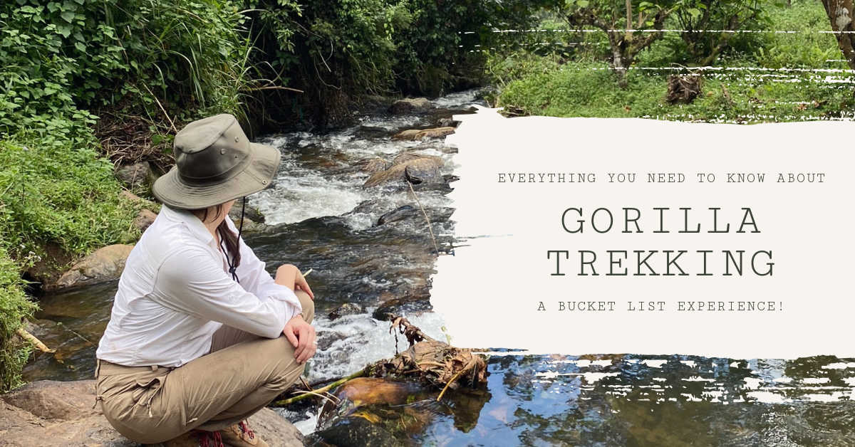 EVERYTHING YOU NEED TO KNOW ABOUT GORILLA TREKKING