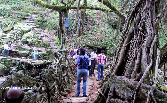 living root bridge , meghalaya