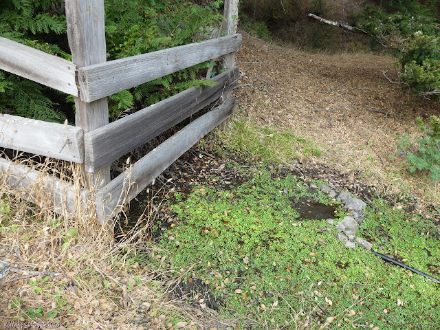 fencing around a spring source