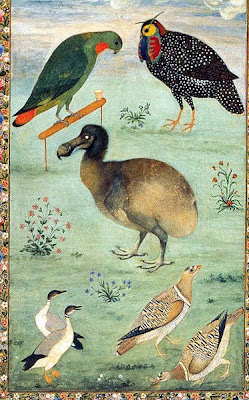 Ilustração por Mughal artista Ustad Mansur, uma das primeiras ilustrações dos Dodos
