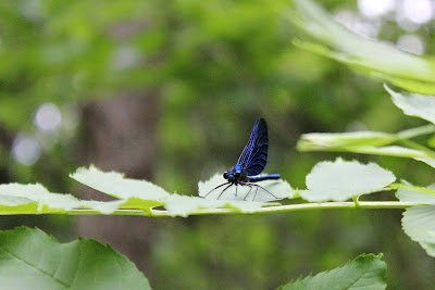 Bosbeekjuffer - Boskbeekjuffer - Calopteryx virgo