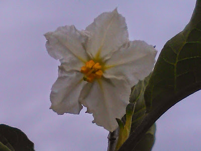 flor blanca