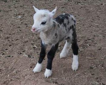 Butterfly the half goat half sheep geep