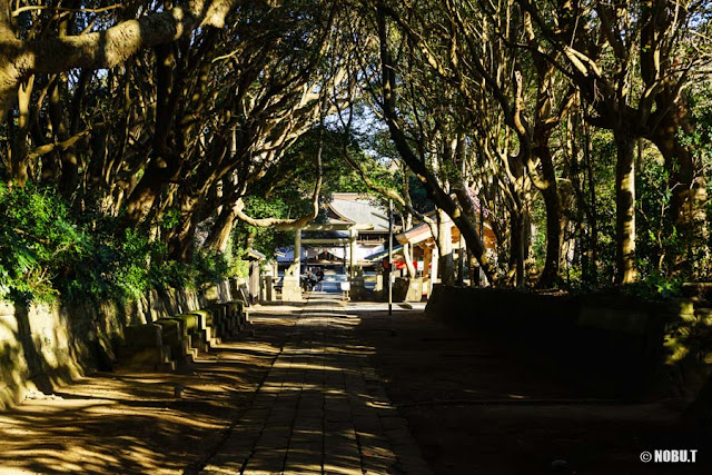 酒列磯前神社の樹叢と二の鳥居