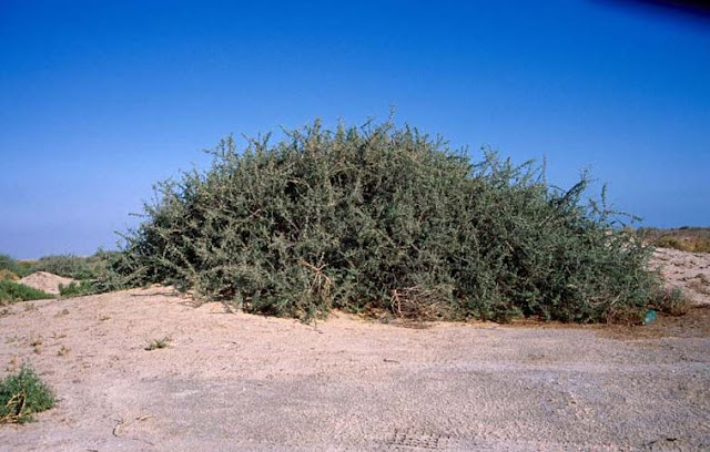 شجرة الغرقد اليهودية Gharqad tree