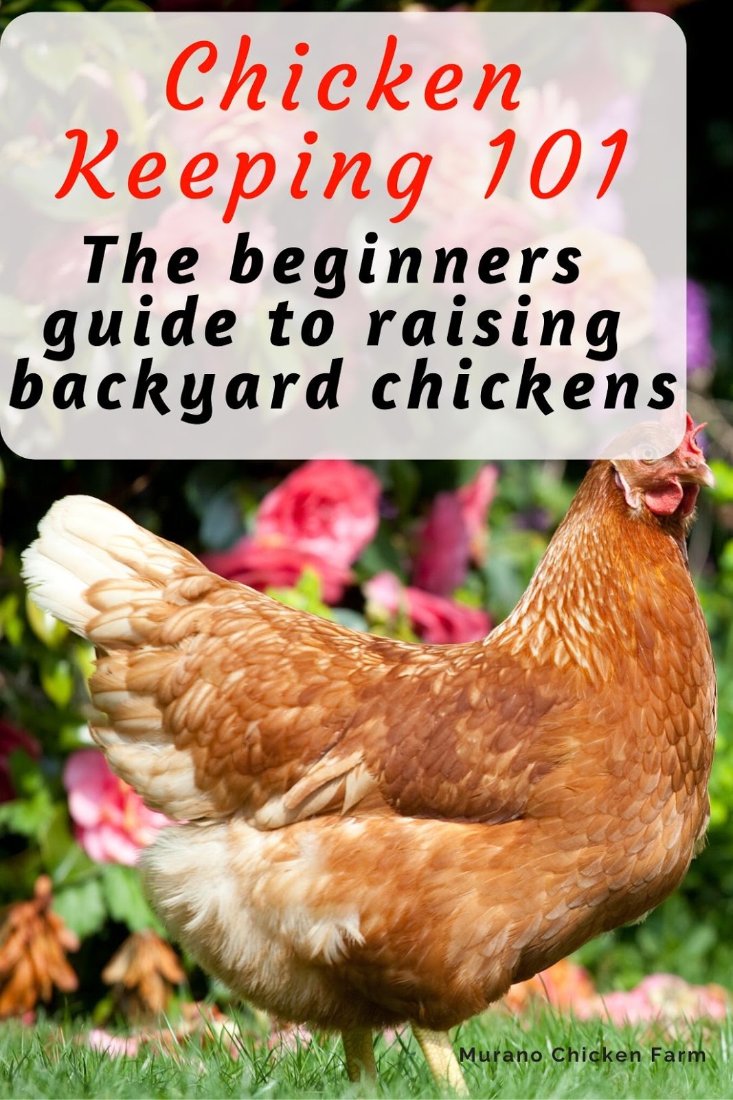 Cleaning and storing fresh eggs  BackYard Chickens - Learn How to Raise  Chickens