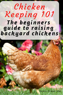 How to raise chickens