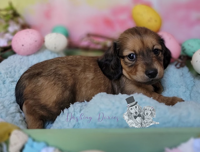 New Puppies. Share NOW. #puppies #dachshunds #baby puppies #eclecticredbarn
