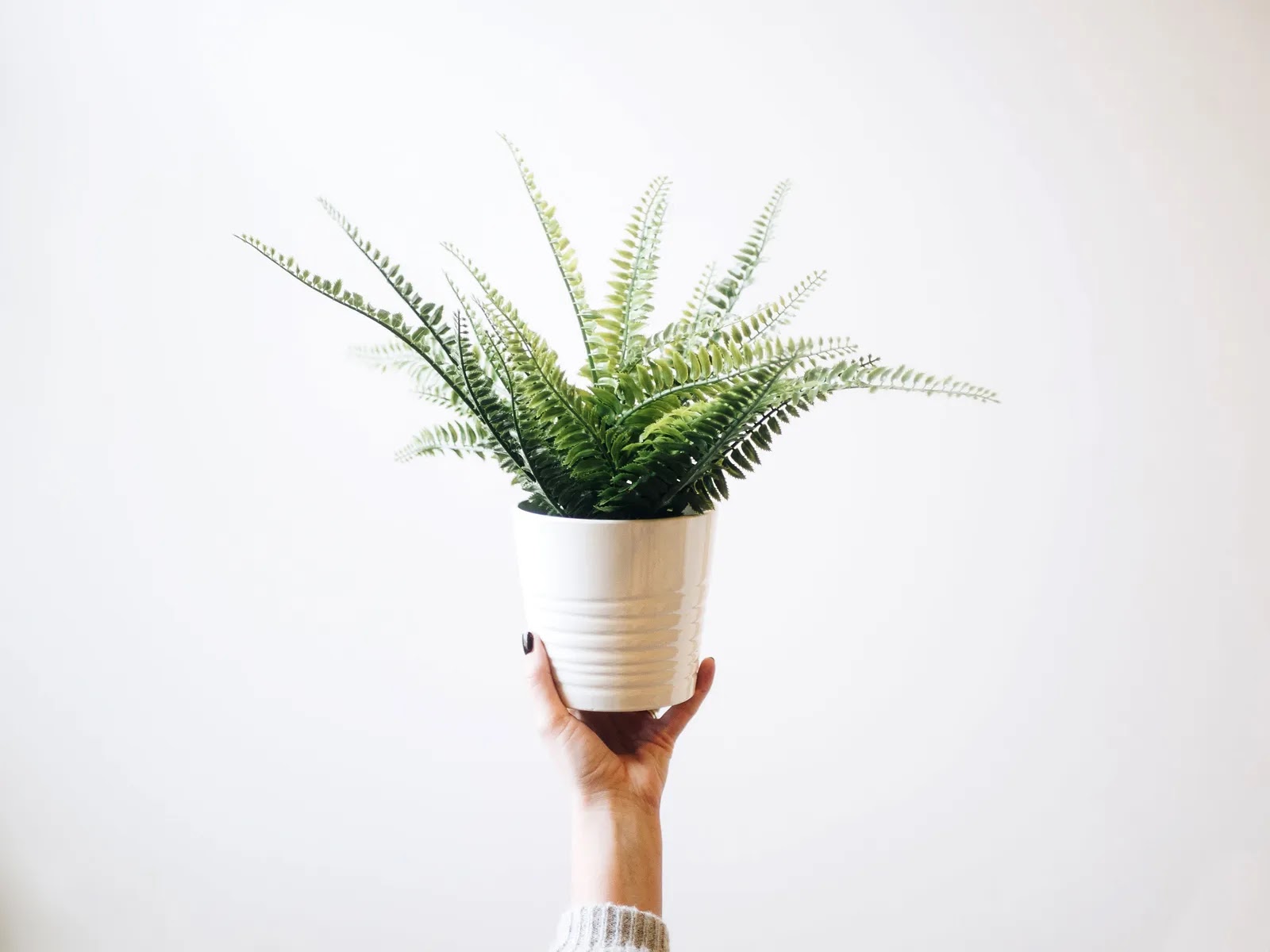 Las plantas que atraen abundante fortuna según el Feng Shui