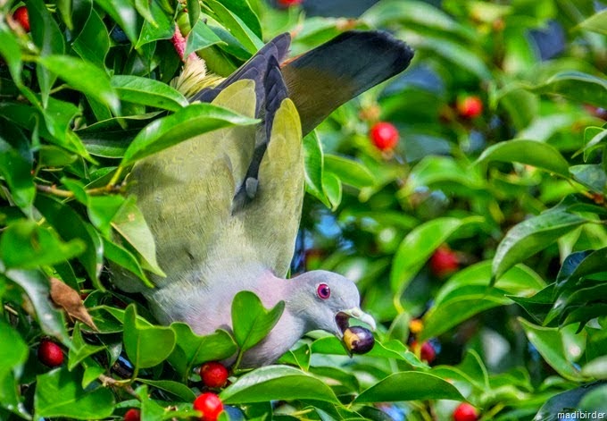 Flonimal Nesia Punai Gading Burung Merpati Yang Berbulu 